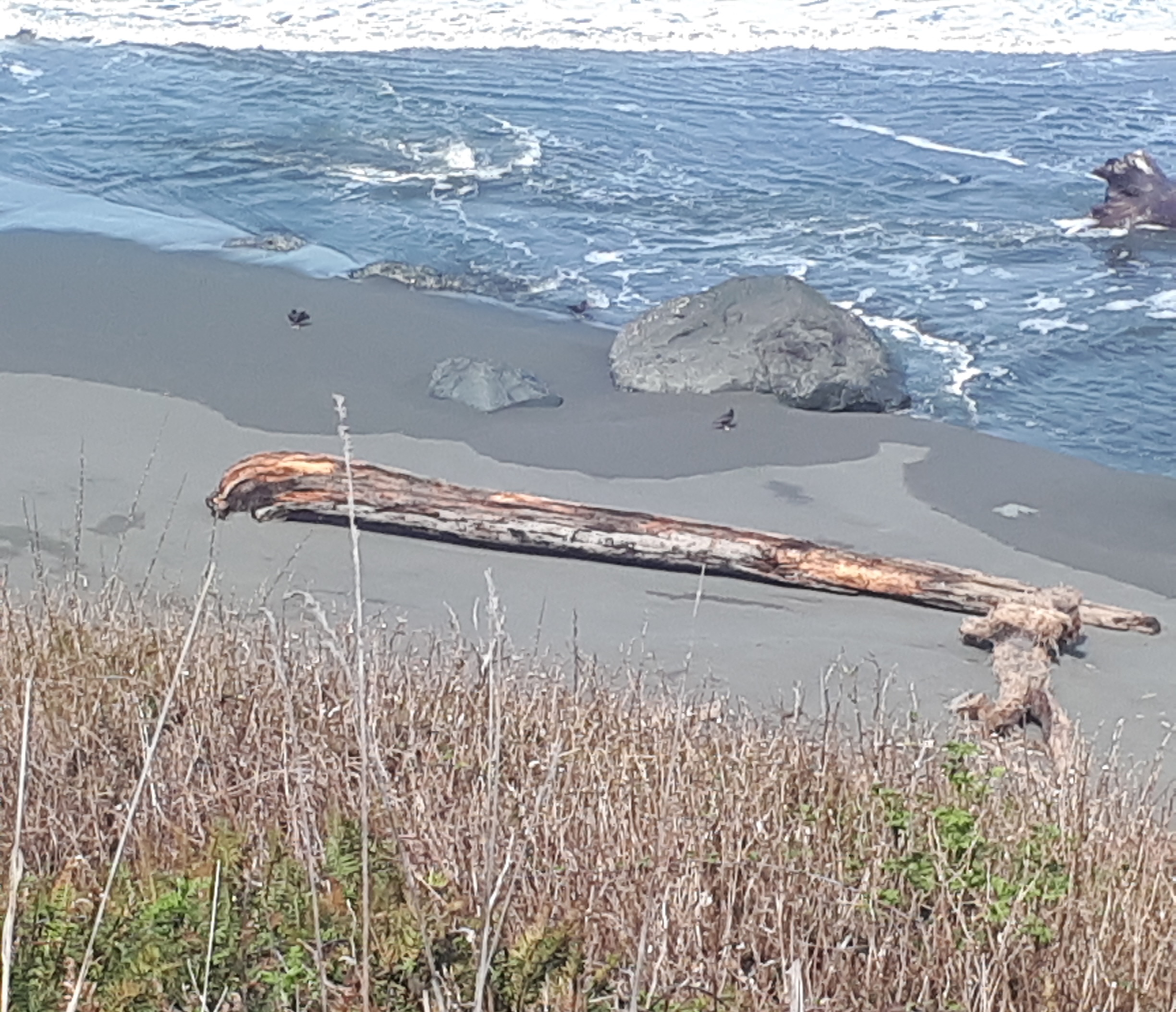 Beach with driftwood log
